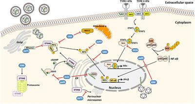 Tuning the Orchestra: HCMV vs. Innate Immunity